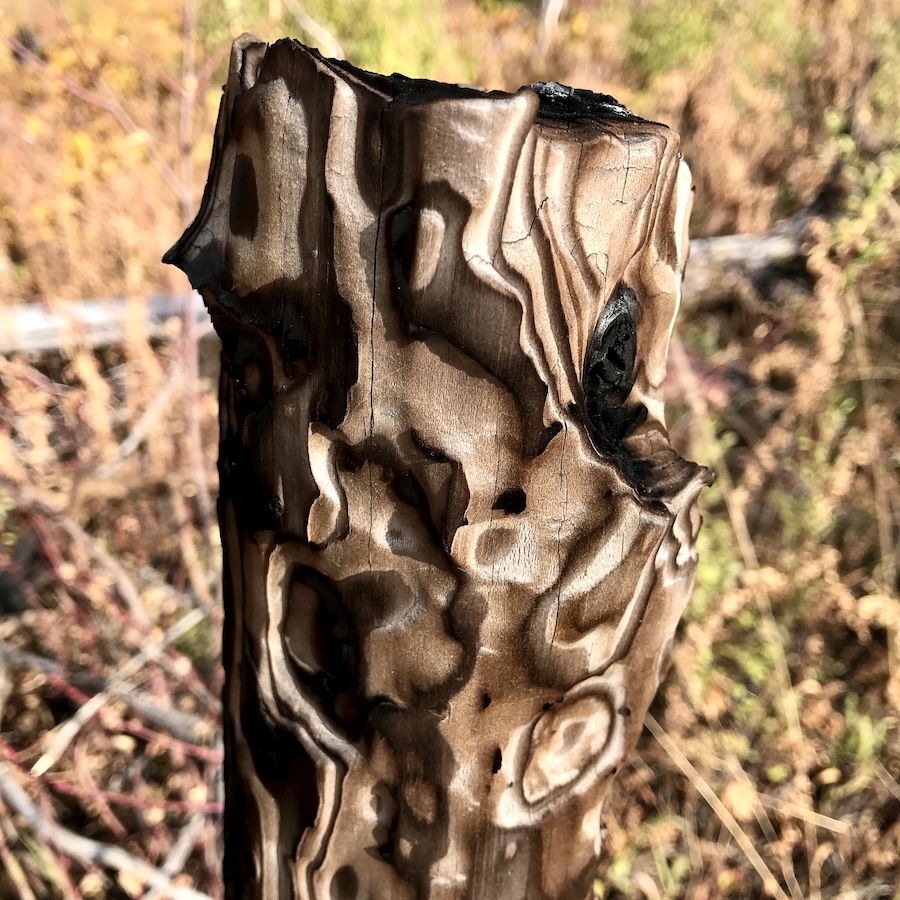 burnt tree bark