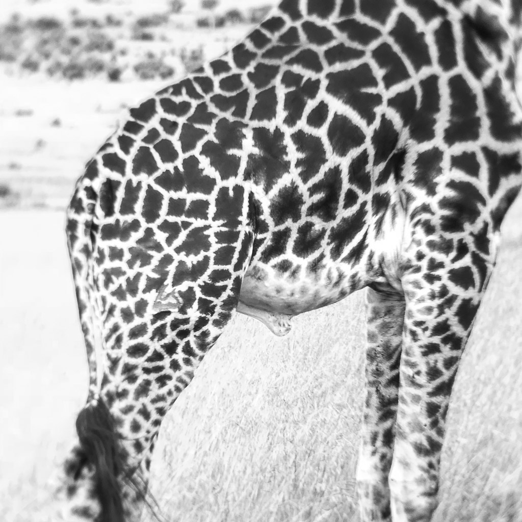 A close up of the pattern of spots on the side of a giraffe