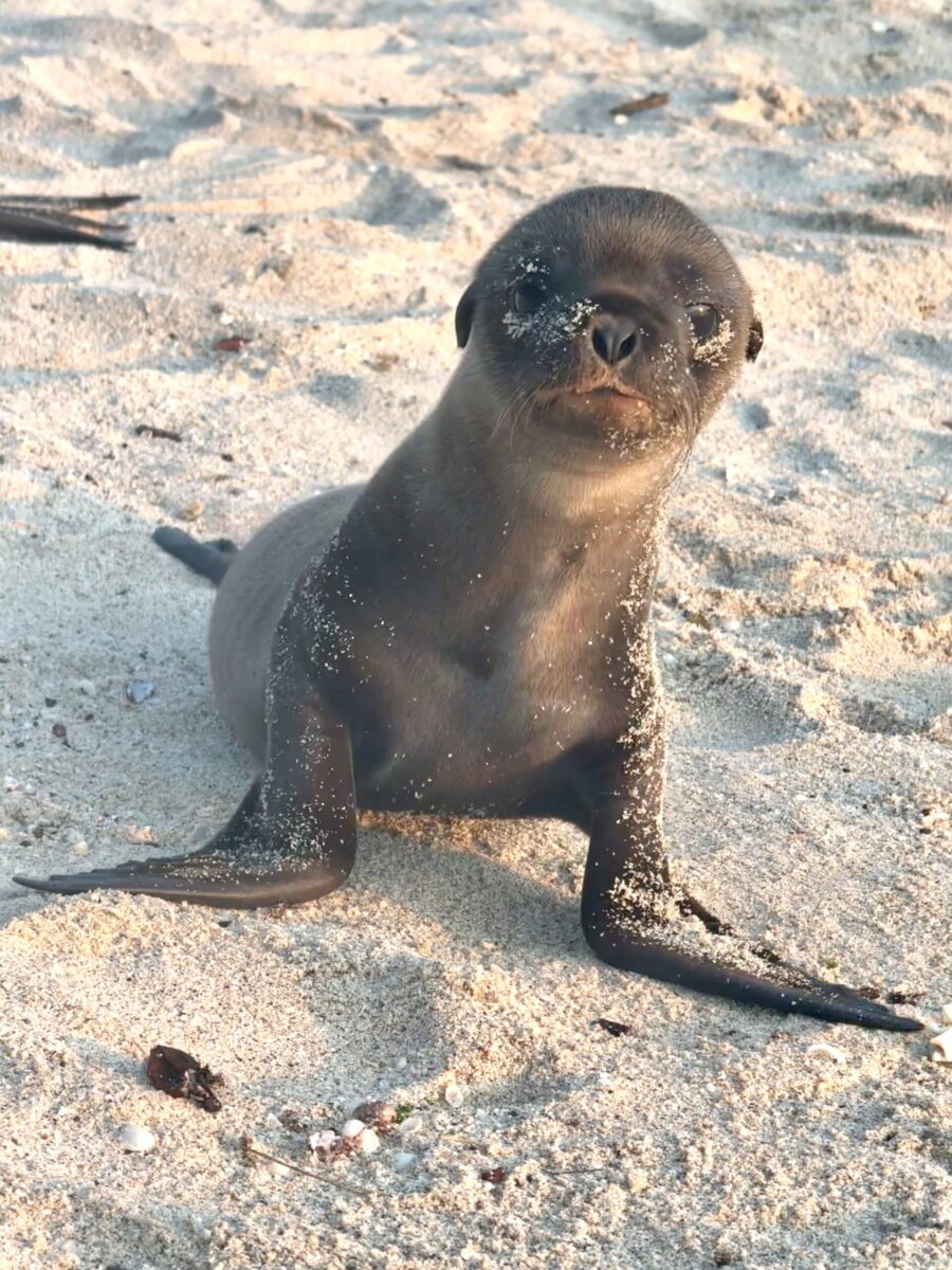 a sandy Sea lion pup on the beach looks longingly at the camera