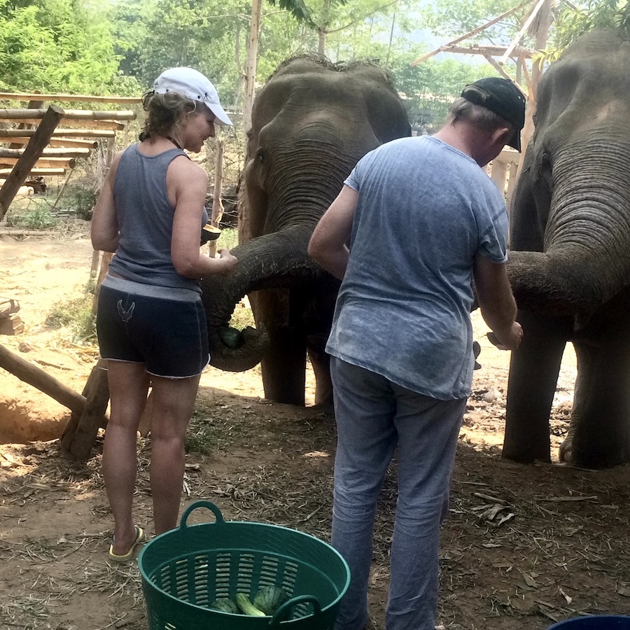 two people feeding elephants by hand