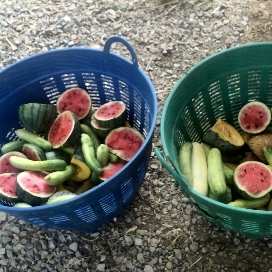 basket of watermelon, squash and cucumbers