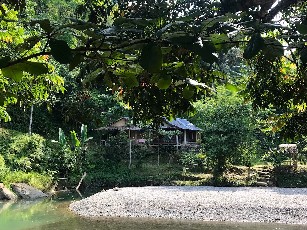 Jungle with hut tucked in background