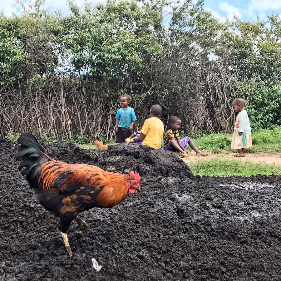 Red rooster with children playing in background