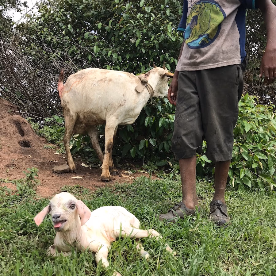 Baby lamb laying down with mother goat and boy