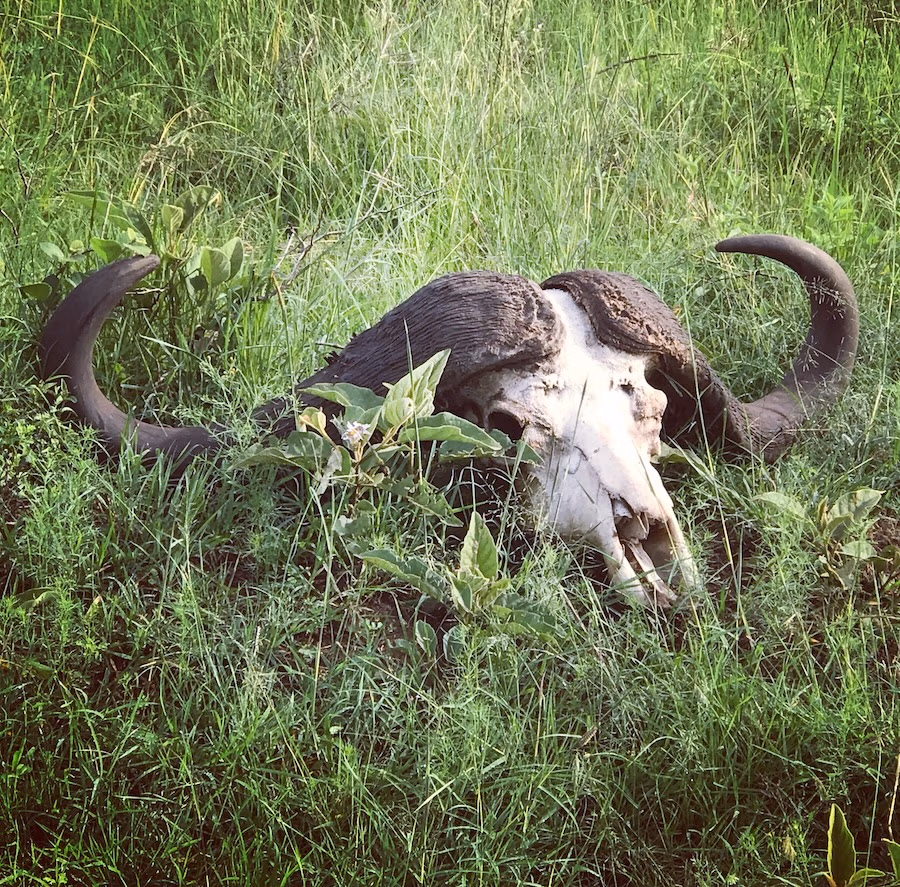 Buffalo skull in the grass