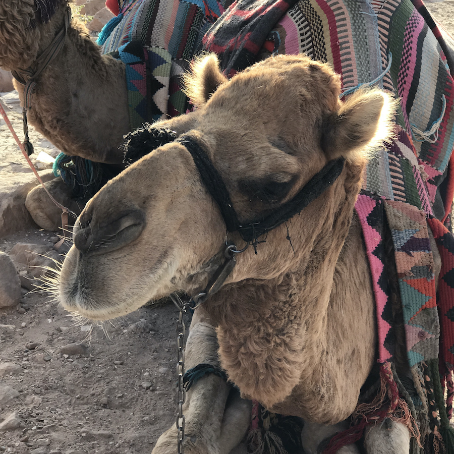close up camel