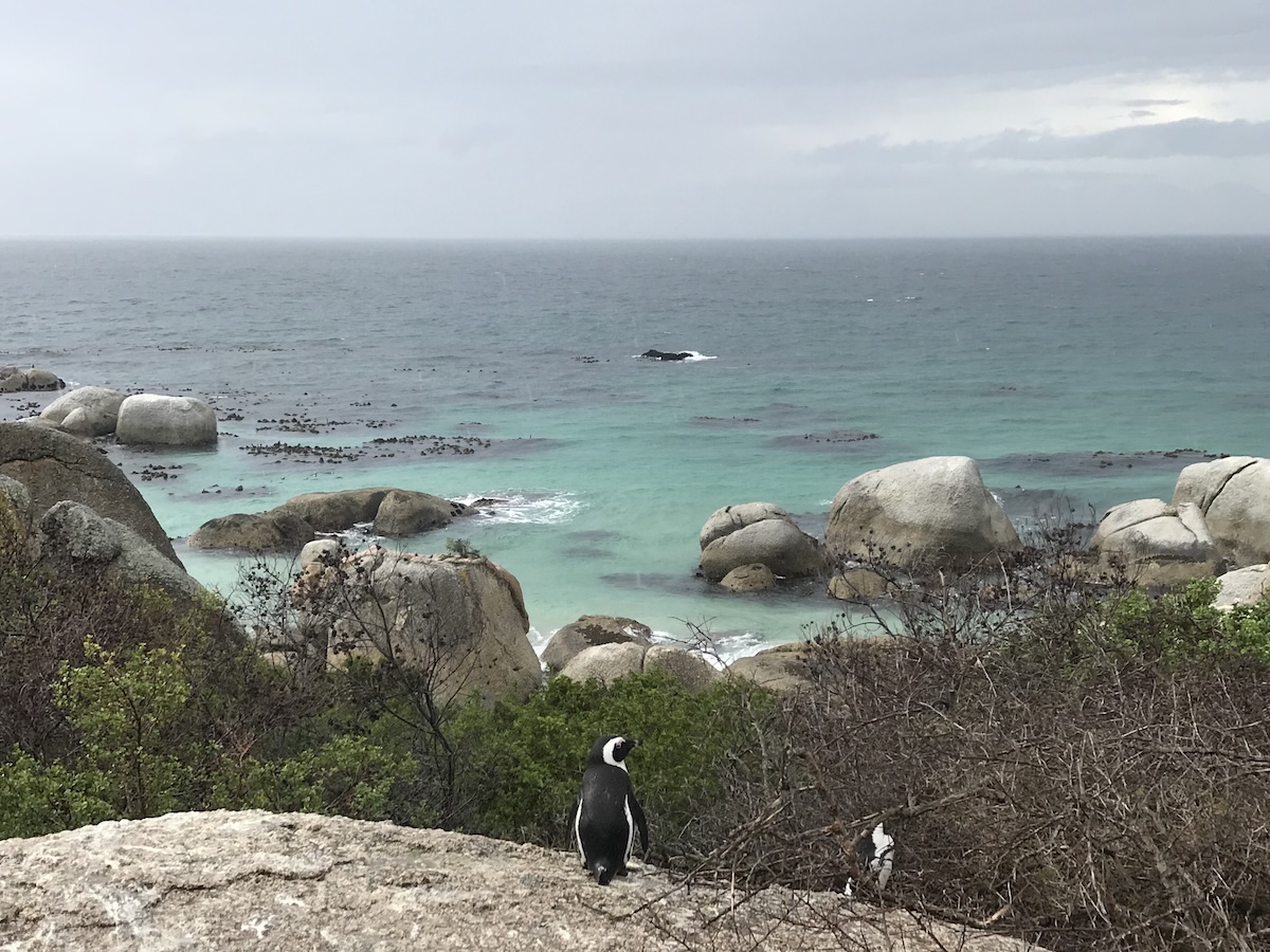 Penguin overlooking the sea