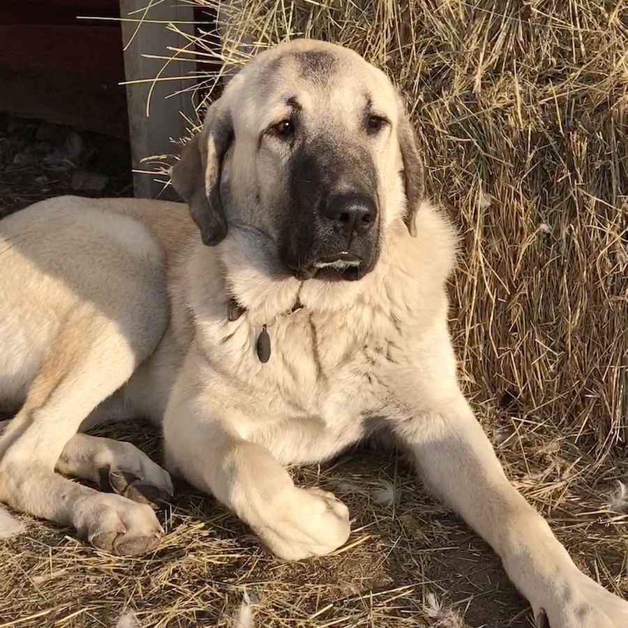 a livestock guard dog