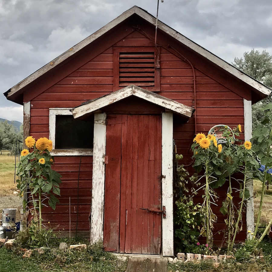 red shed with sunflowers