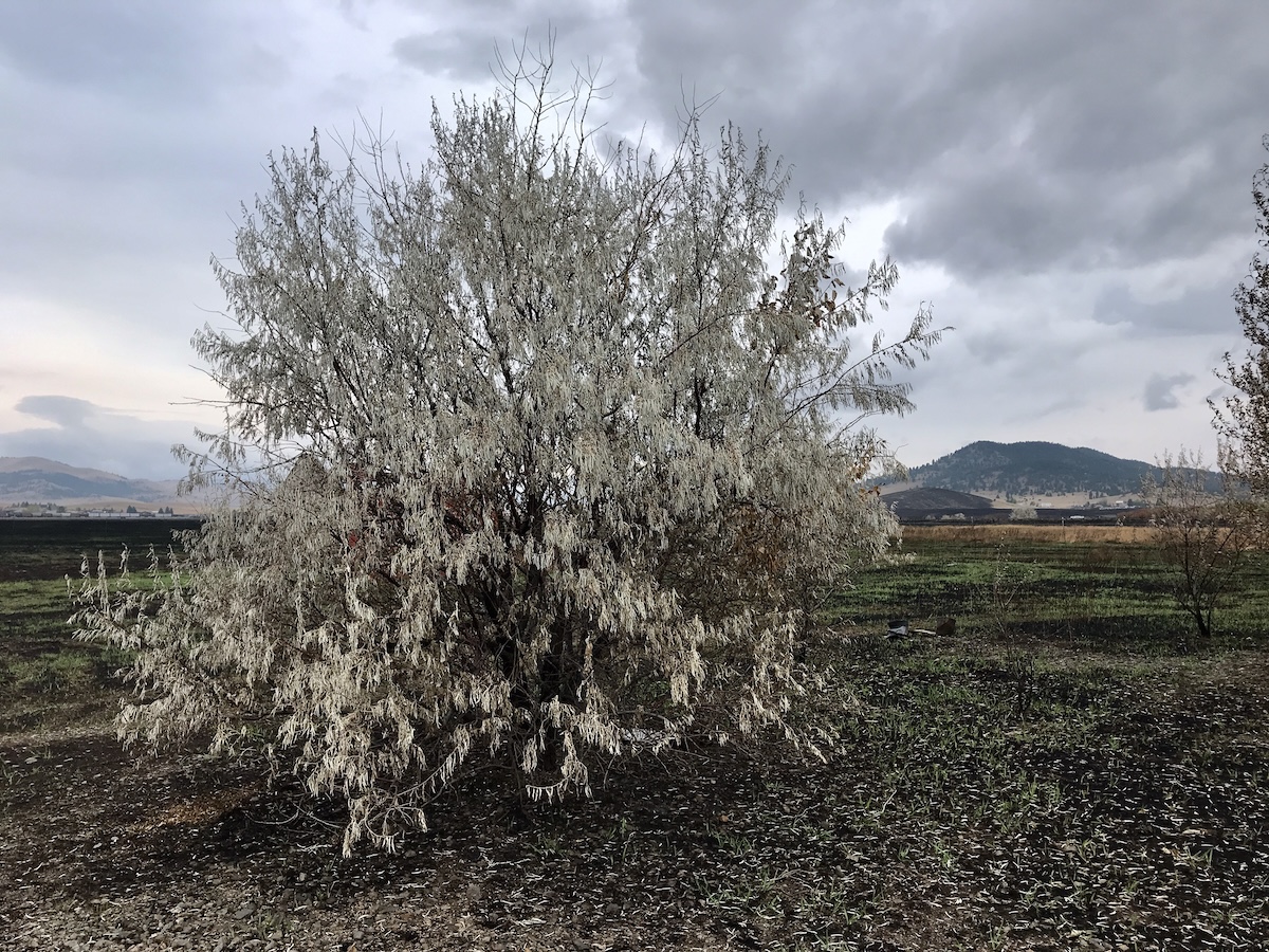 tree