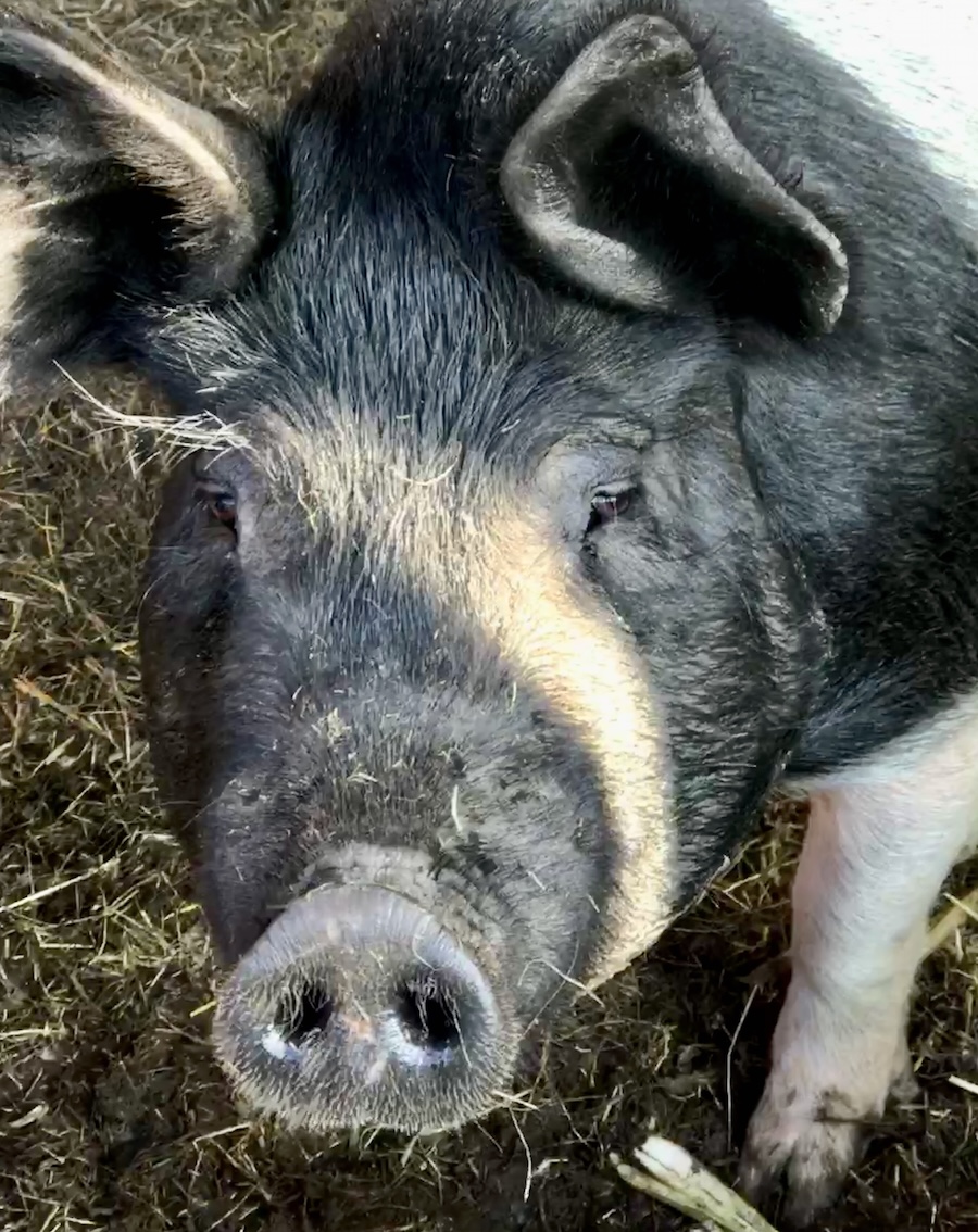 black and white pig