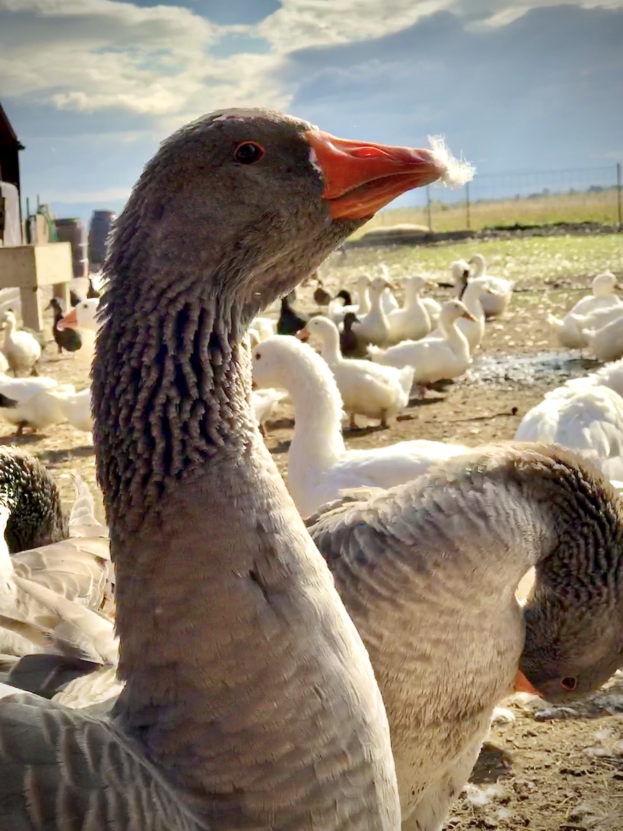goose with feather
