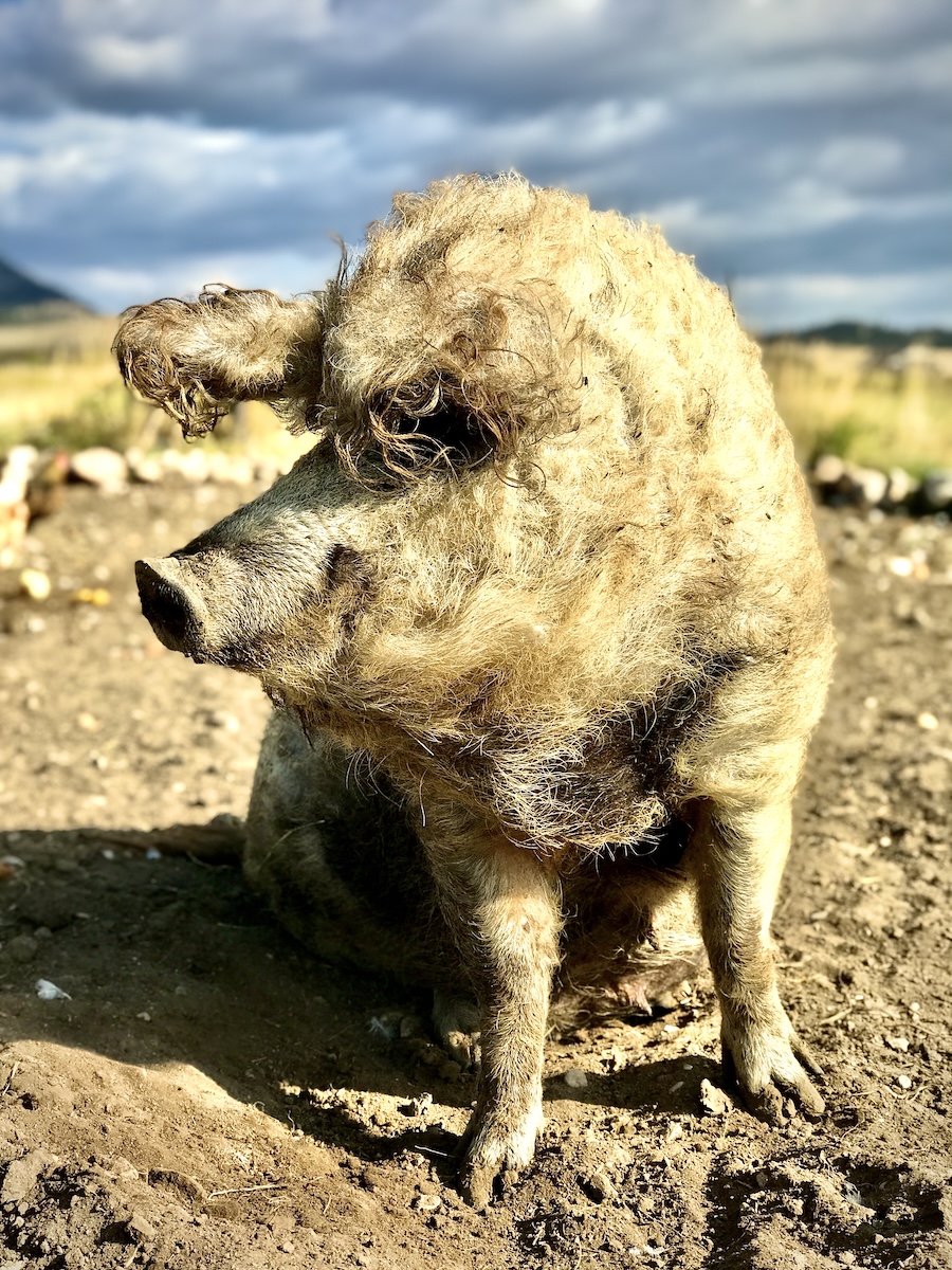 white pig posing