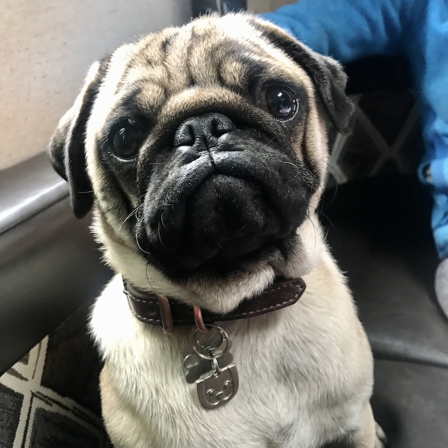 pug close up
