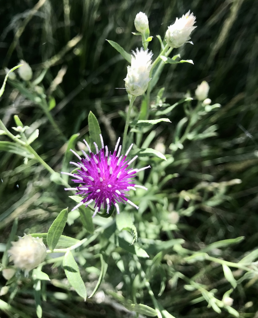 bright pink wild flower