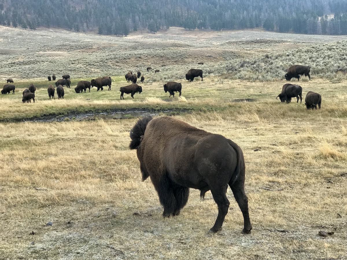 a buffalo looking at his herd in the distant field