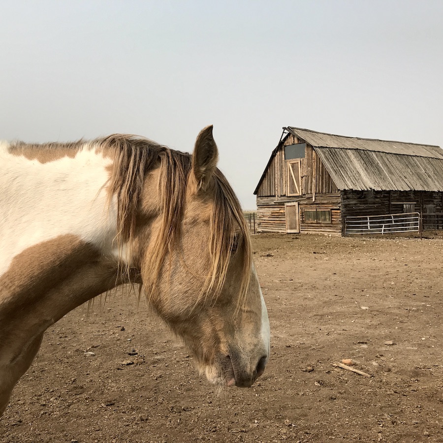 horse and barn