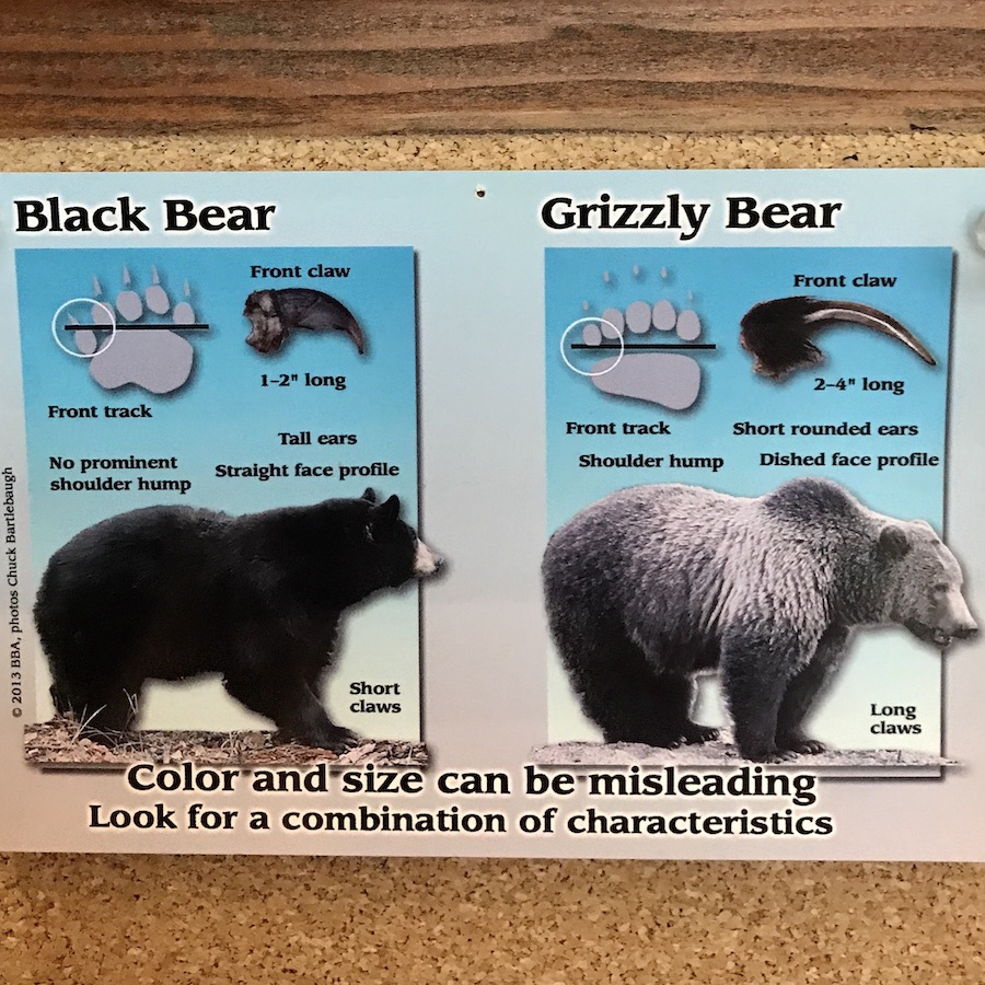 bear sign