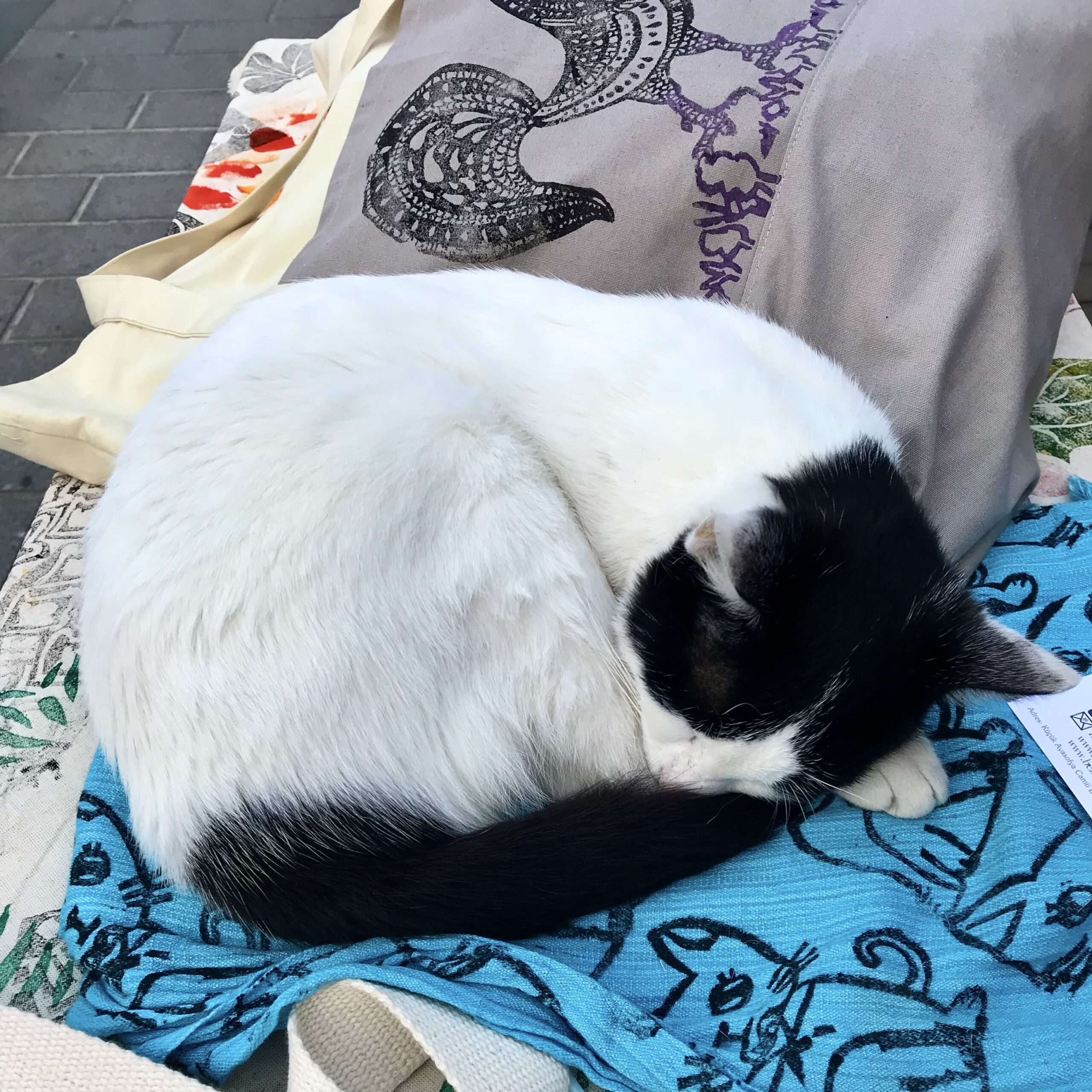 Black and white cat sleeping on Turkish blue fabric