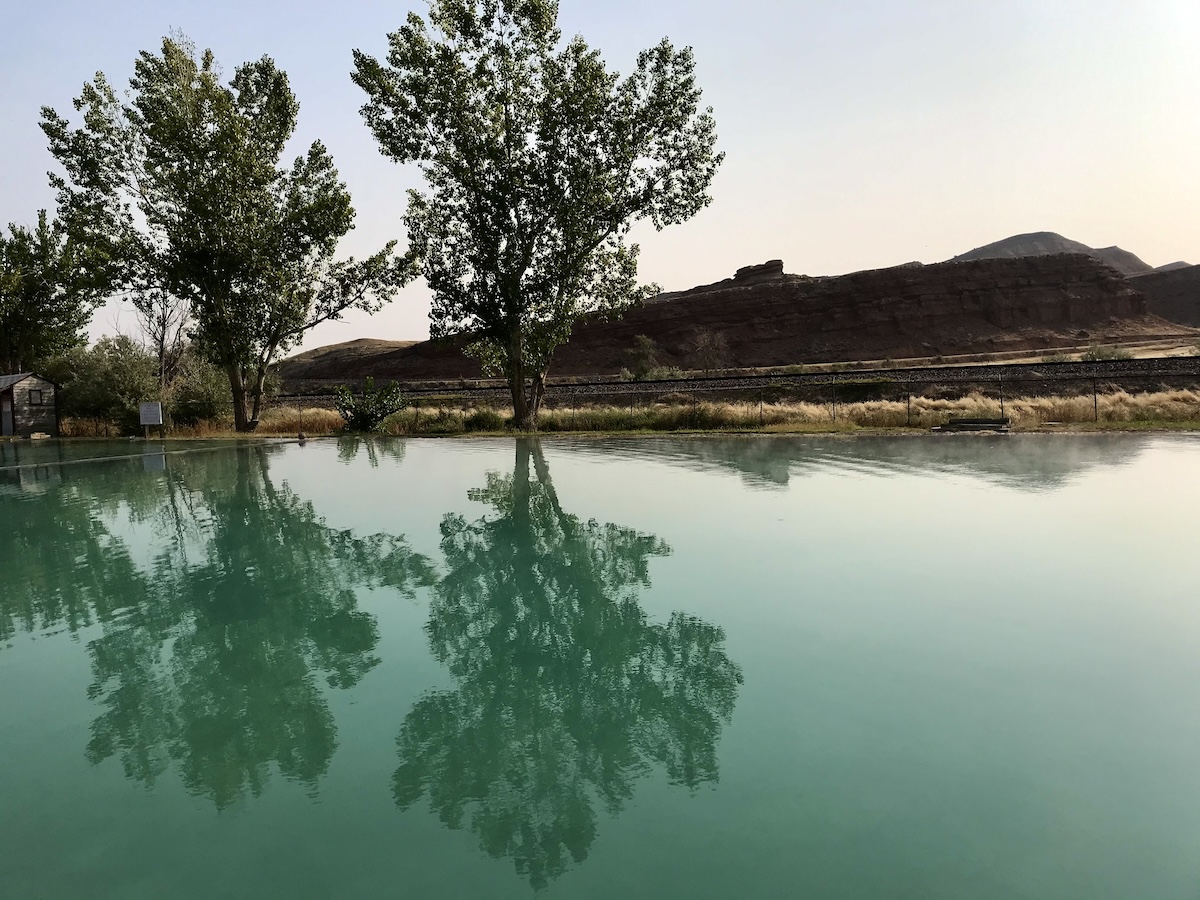 Two trees on hot spring pond
