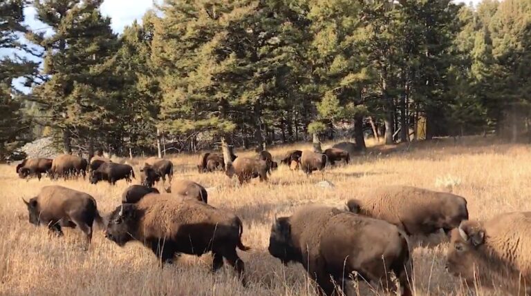 Bison herd