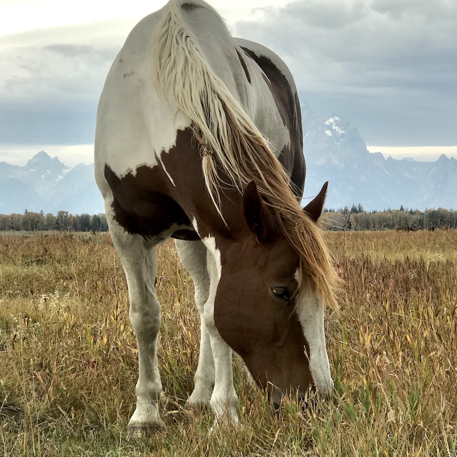 Horse eating grass in field