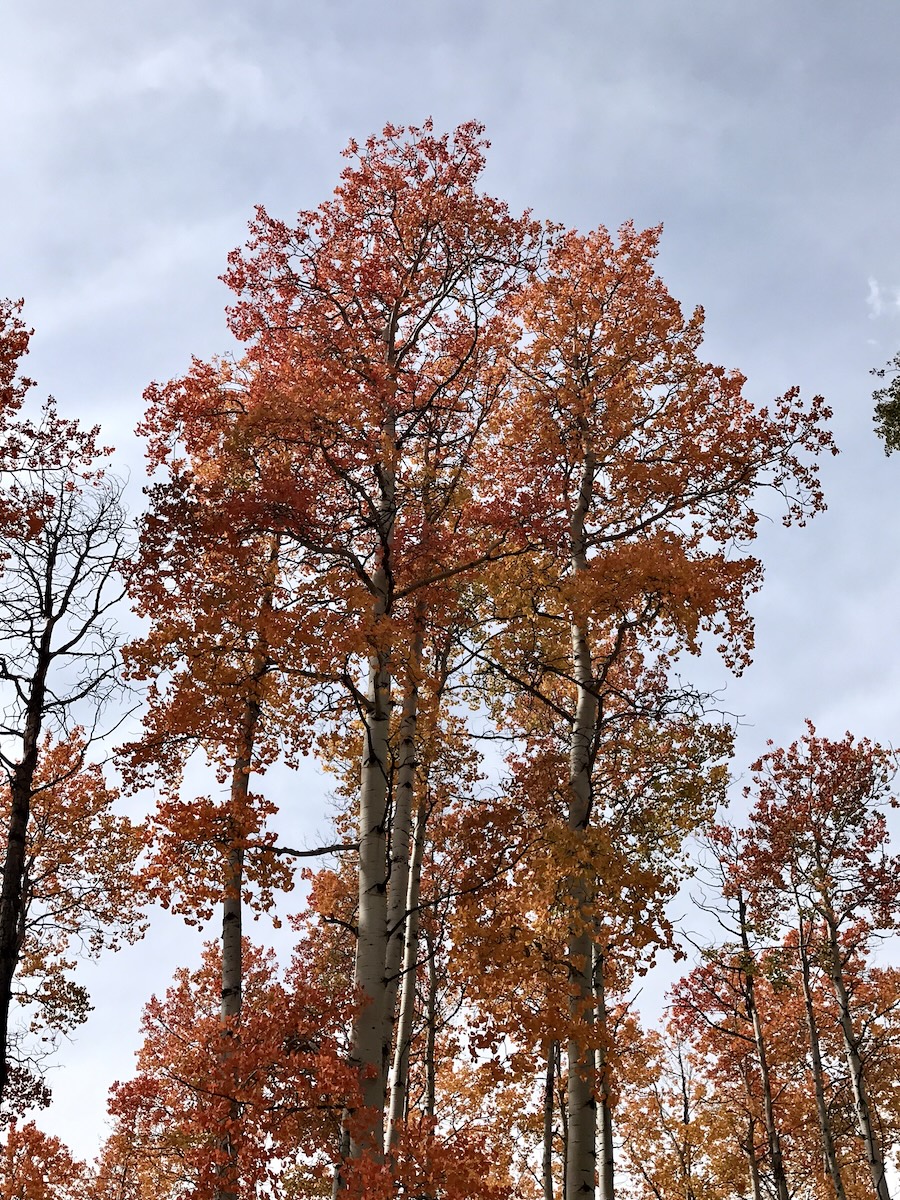 Tall tree covered with red leaves in Grand Teton National Park