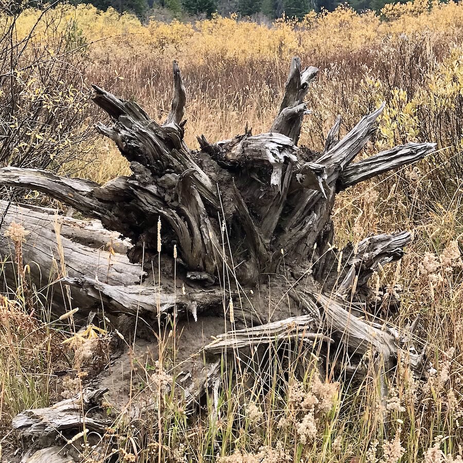 The roots of a felled tree in a field of yellow grass