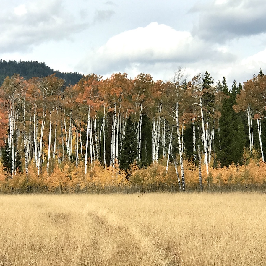 A line of orange Aspen trees and foliage across a field of yellow grass