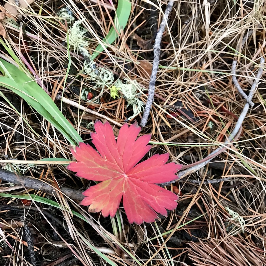 A bright red leaf on a bed of twigs