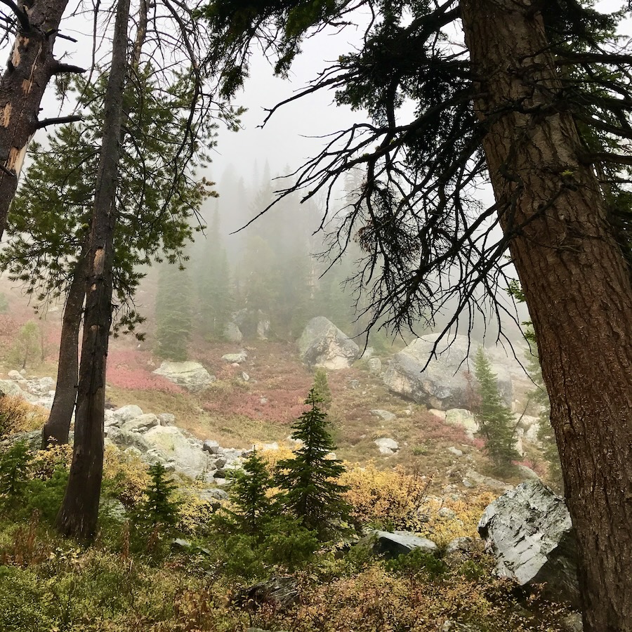 High country misty view through pine trees of orange fall foliage