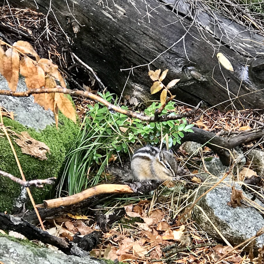 A chipmunk surrounded by twigs and foliage