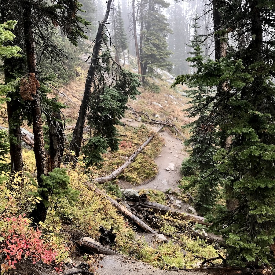 A trail's path blocked by fallen trees heads up the mountain