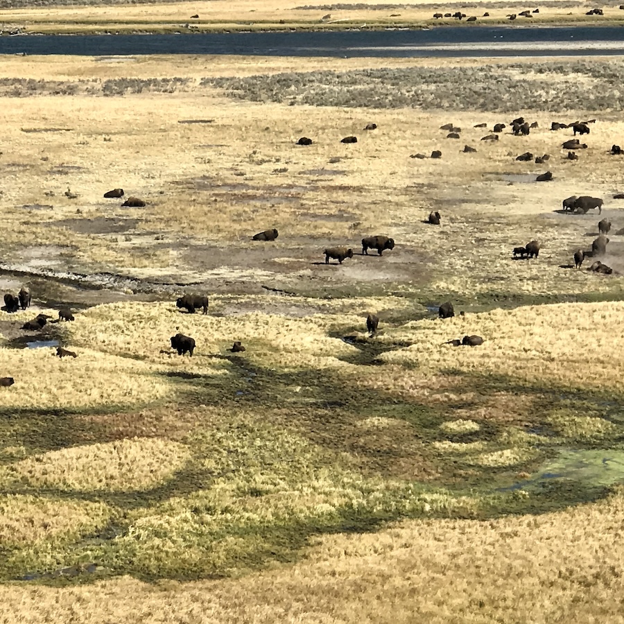 Bison on the plains