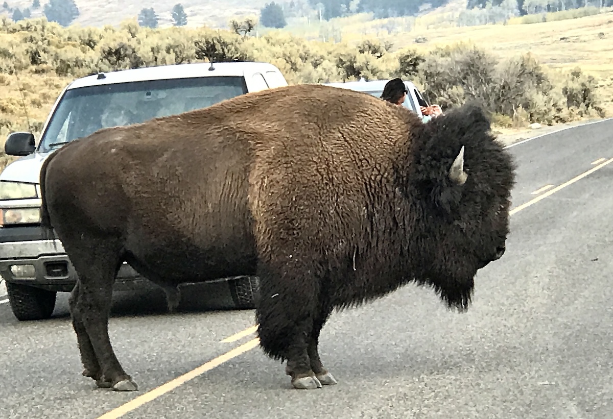 Bison waiting in the middle of a road