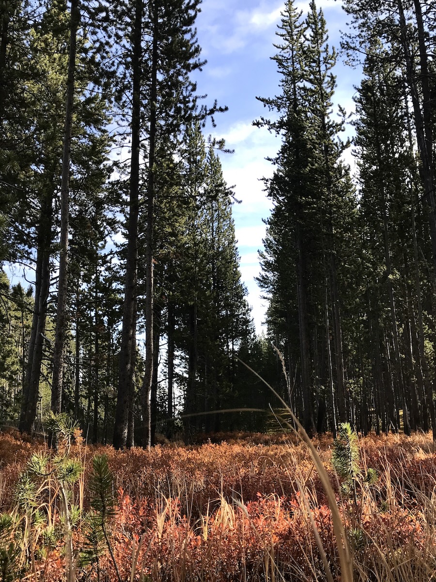 Orange foliage in pine forest