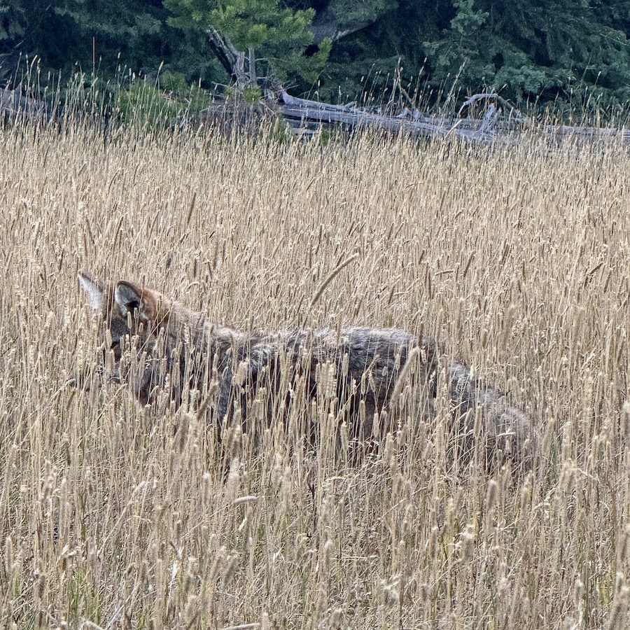 A coyote standing in golden grass almost disappears