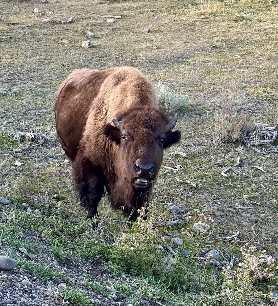 Bison looking at the camera