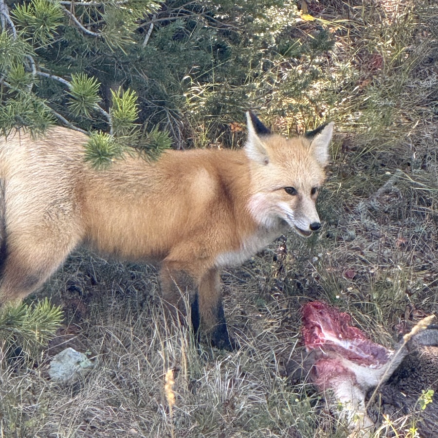 A fox standing over road kill at the edge of the forest