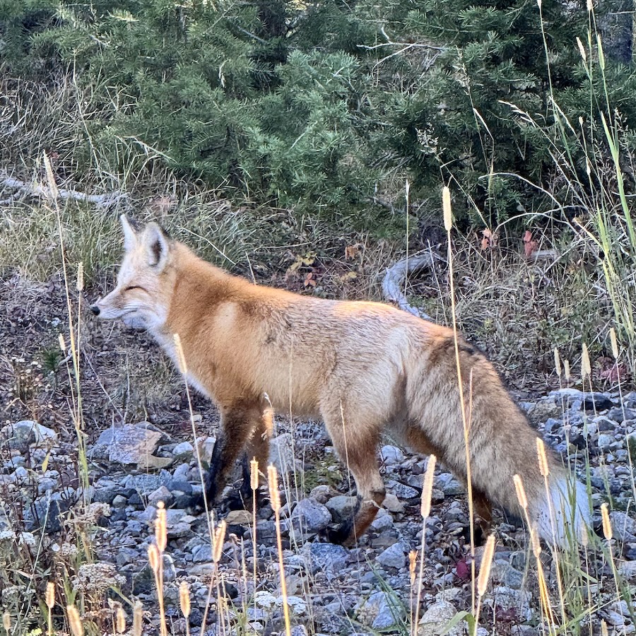 A red fox looking at something off frame