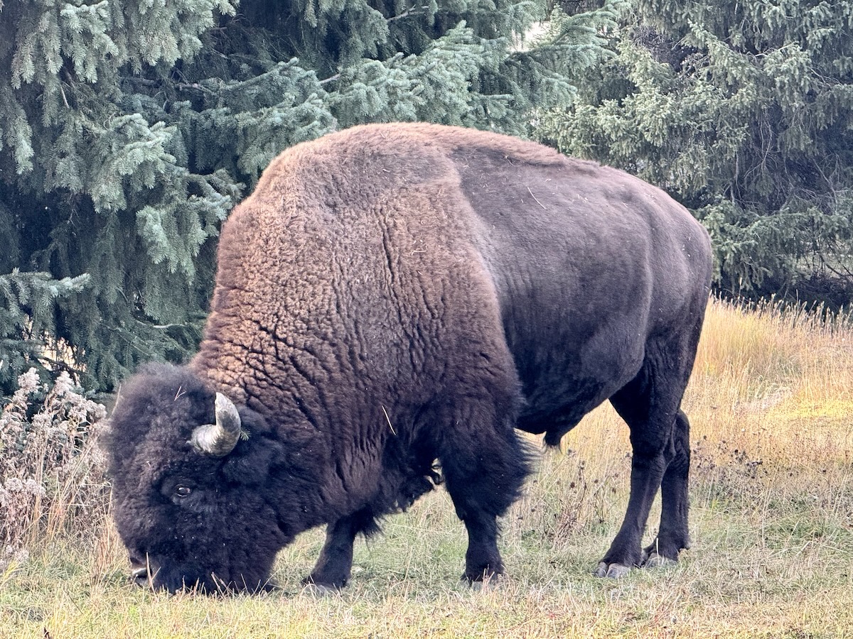 Bison grazing