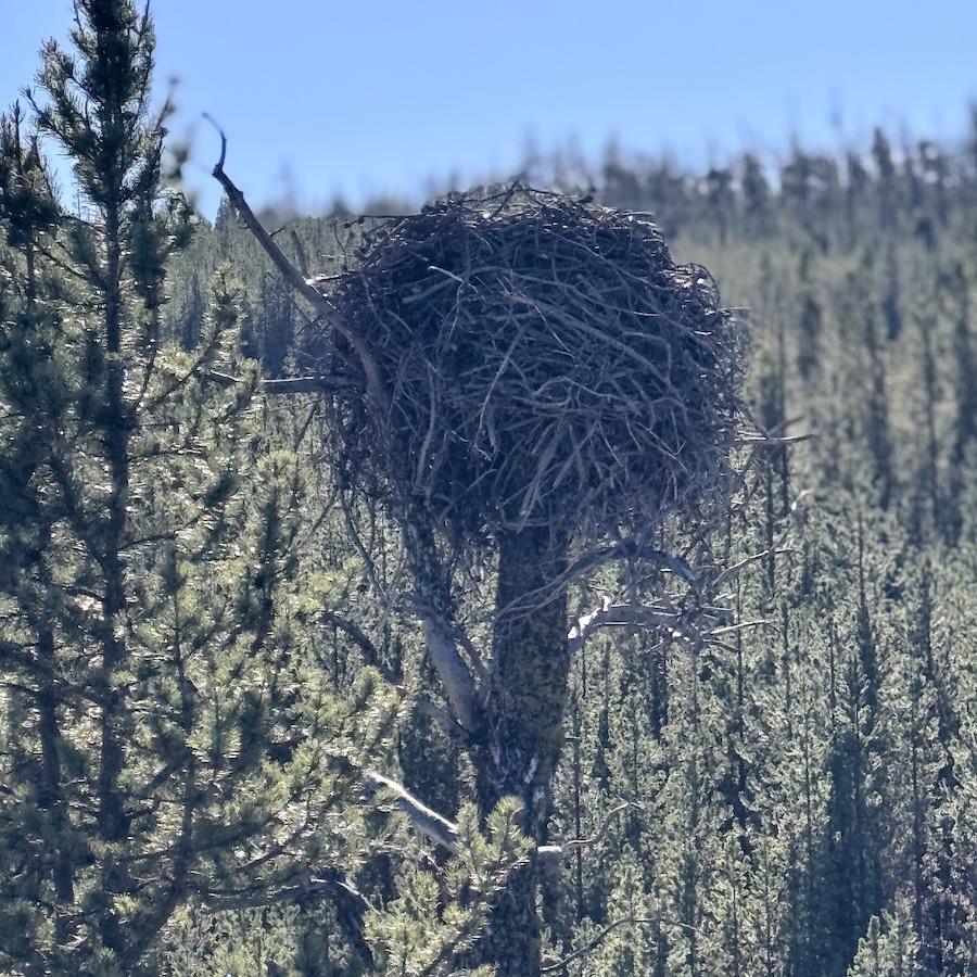An eagles nest sitting high above the river on the tip of a tree