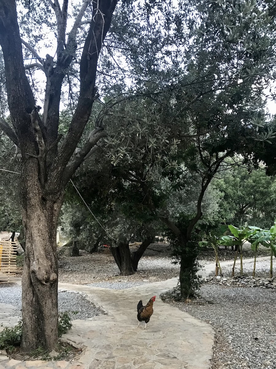 A rooster walks down a tree lined path