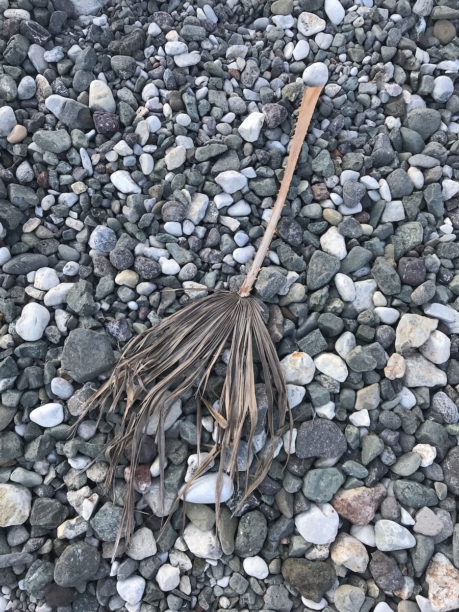 A withered palm frond washed up on the pebbled shore of Amos Bay, Türkiye