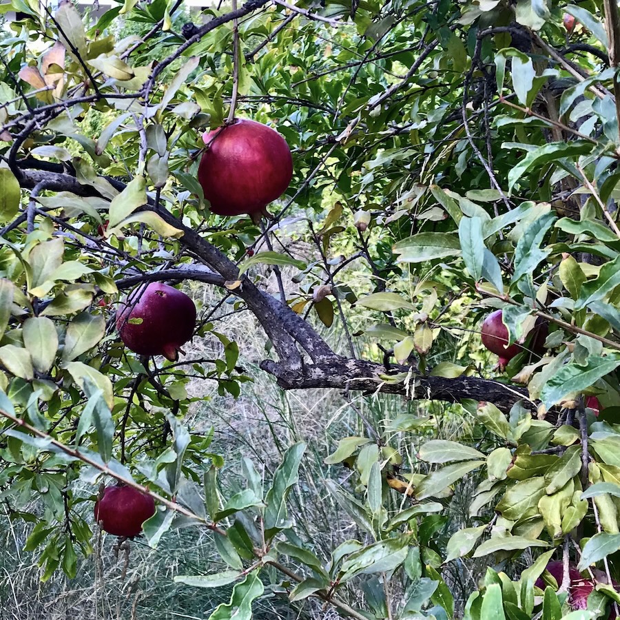 Pomegranates hanging from a tree near the shores of Amos Bay, Türkiye.