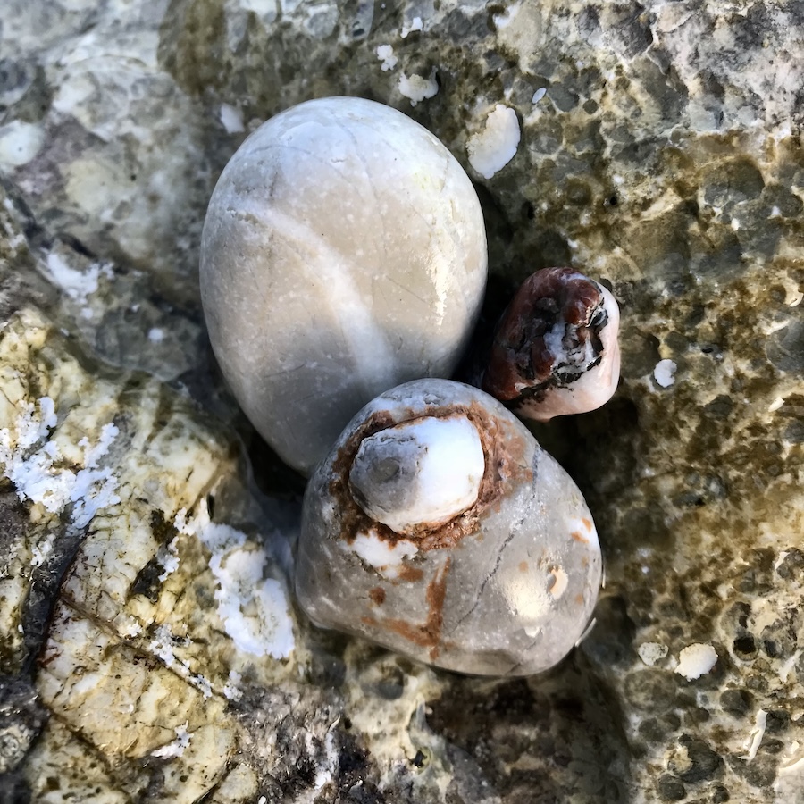Sea snails under the clear Agean