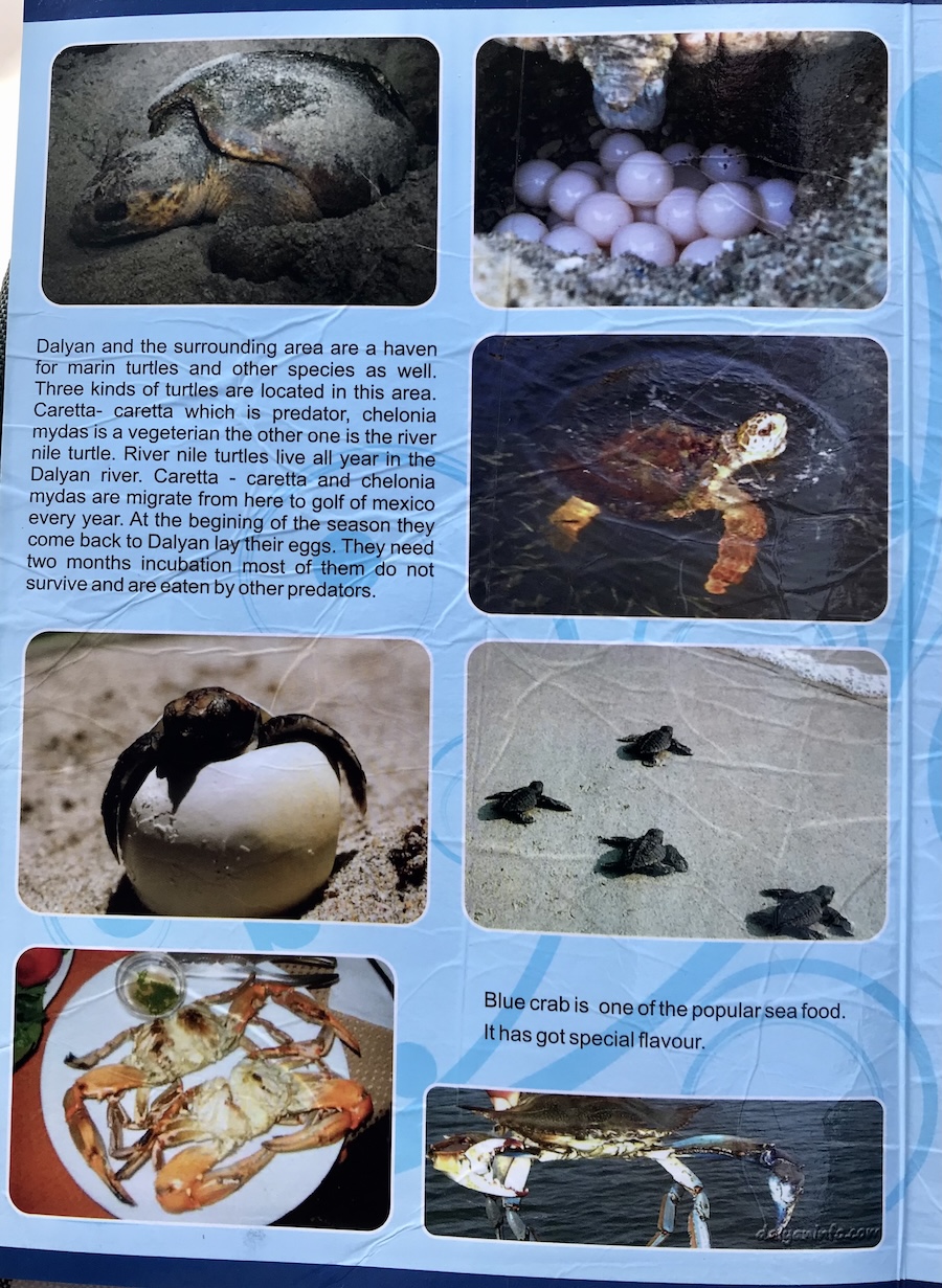 Pamplet describing the sea turtles and blue crabs that live in Dalyan, Türkiye