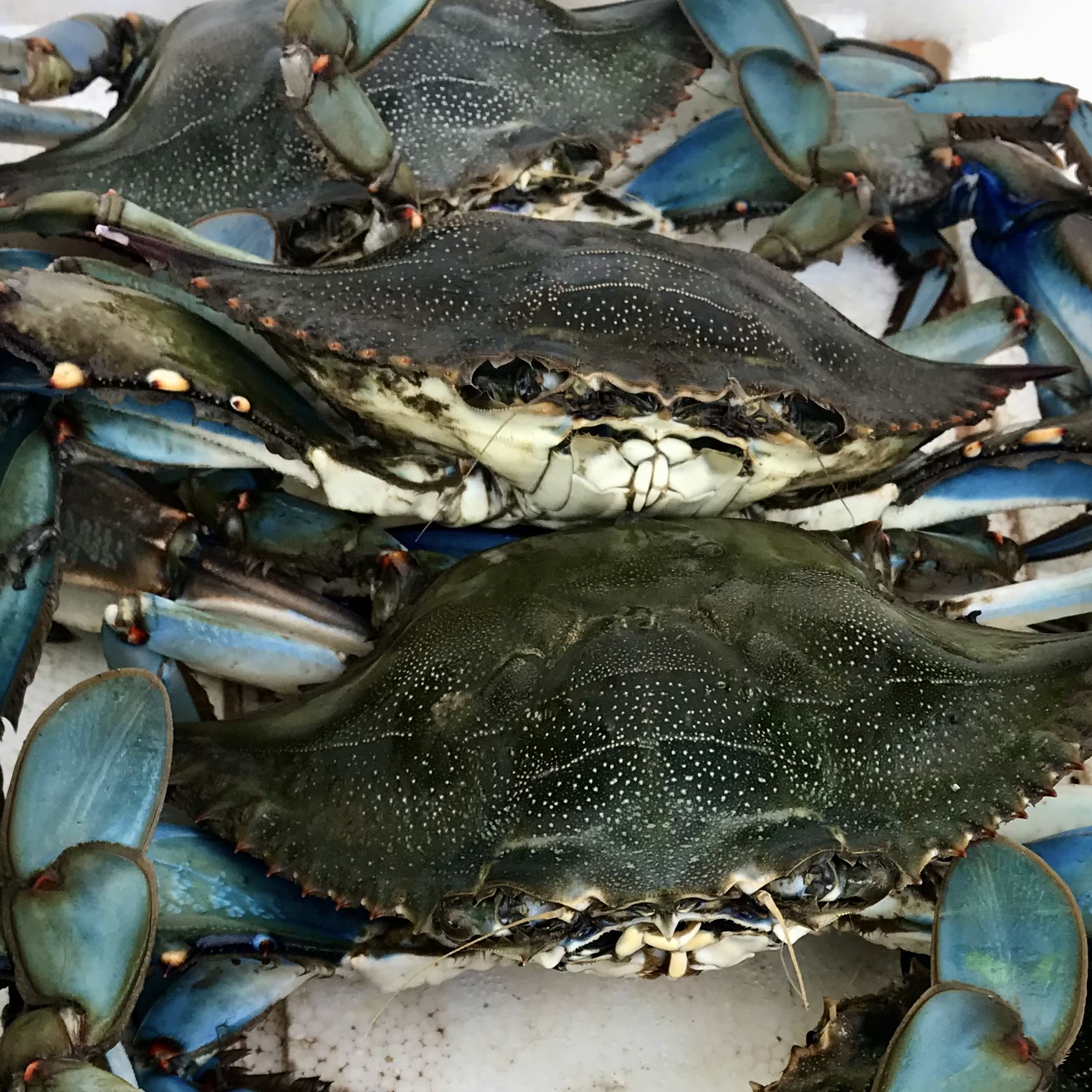 Fresh blue crabs, a local seafood delicacy, in Dalyan, Türkiye