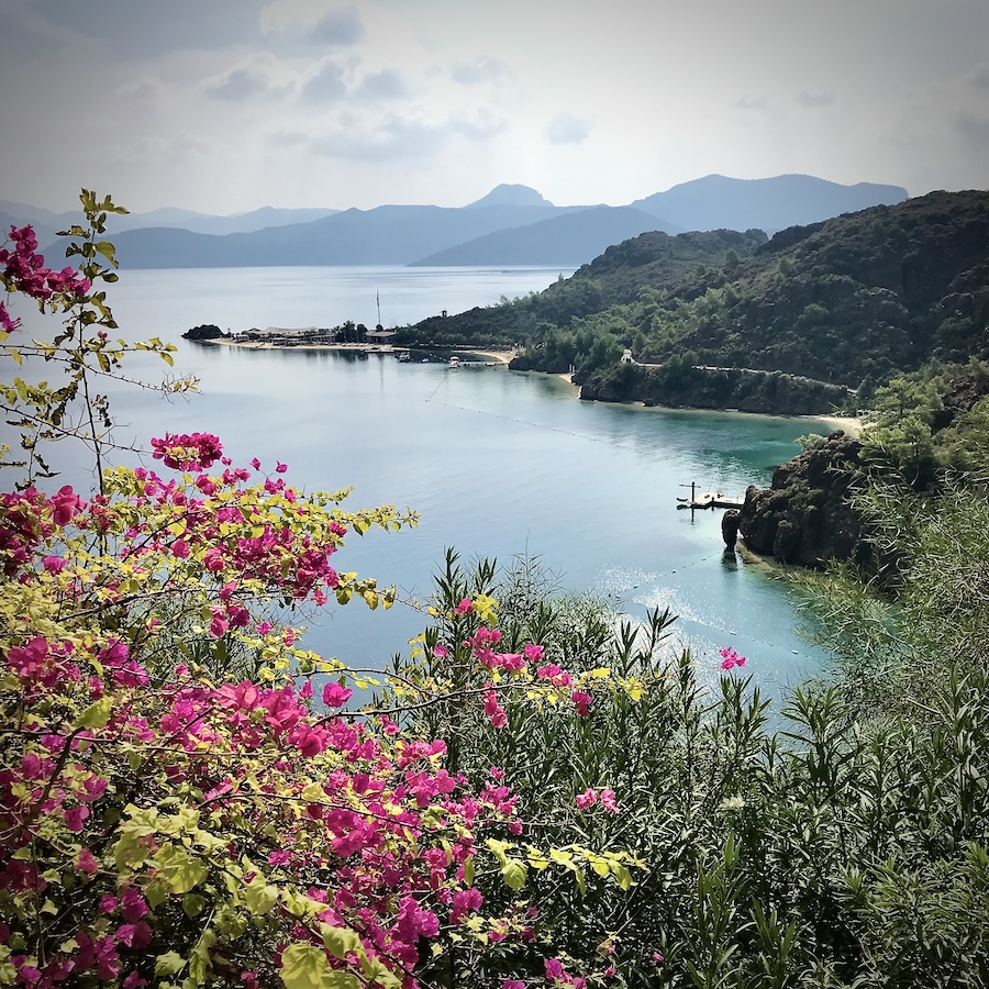 Colorful pink flowers above the ocean and mountains