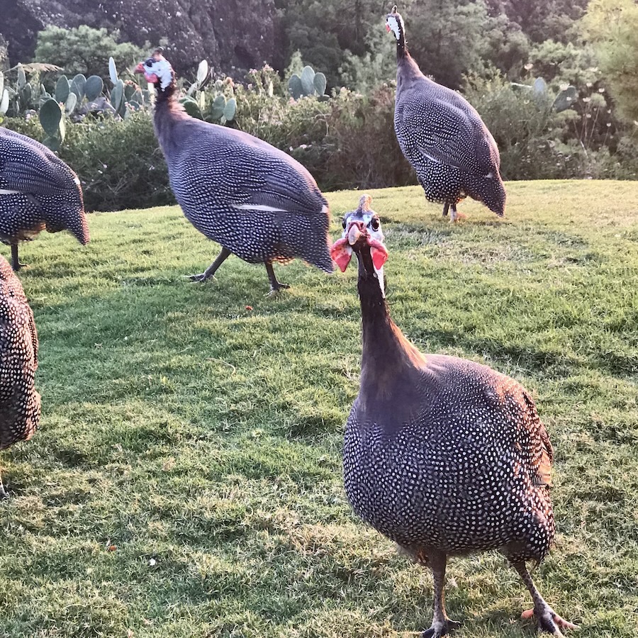 Several guinea fowl walking on grass